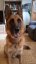 Dámské tričko se jménem a obrázkem vašeho psa. Zatčen : )