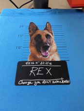T-shirt with your dog's name and picture. Arrested : )